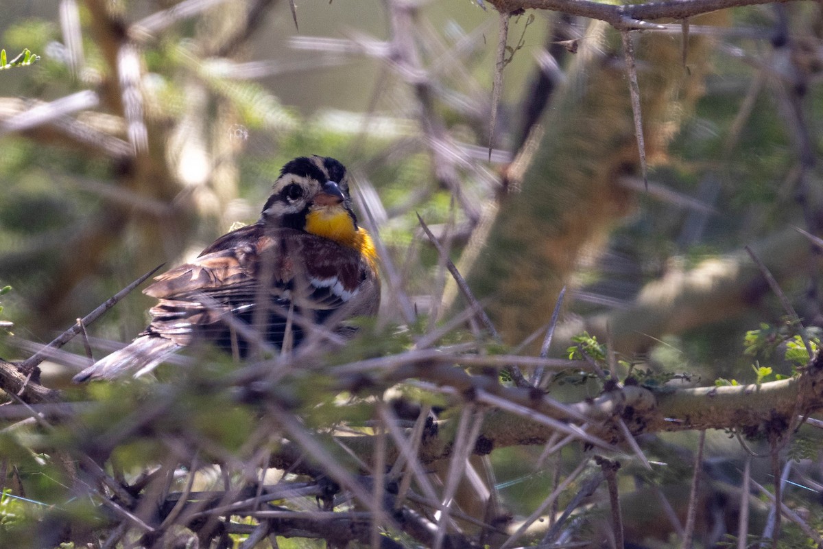 Golden-breasted Bunting - ML643694829