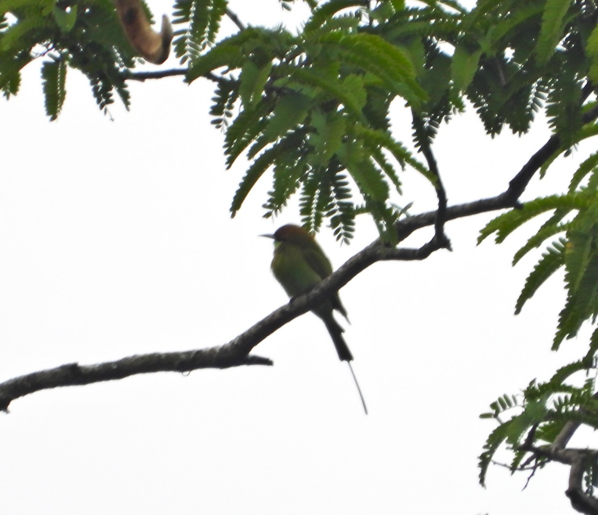 Asian Green Bee-eater - ML643694830