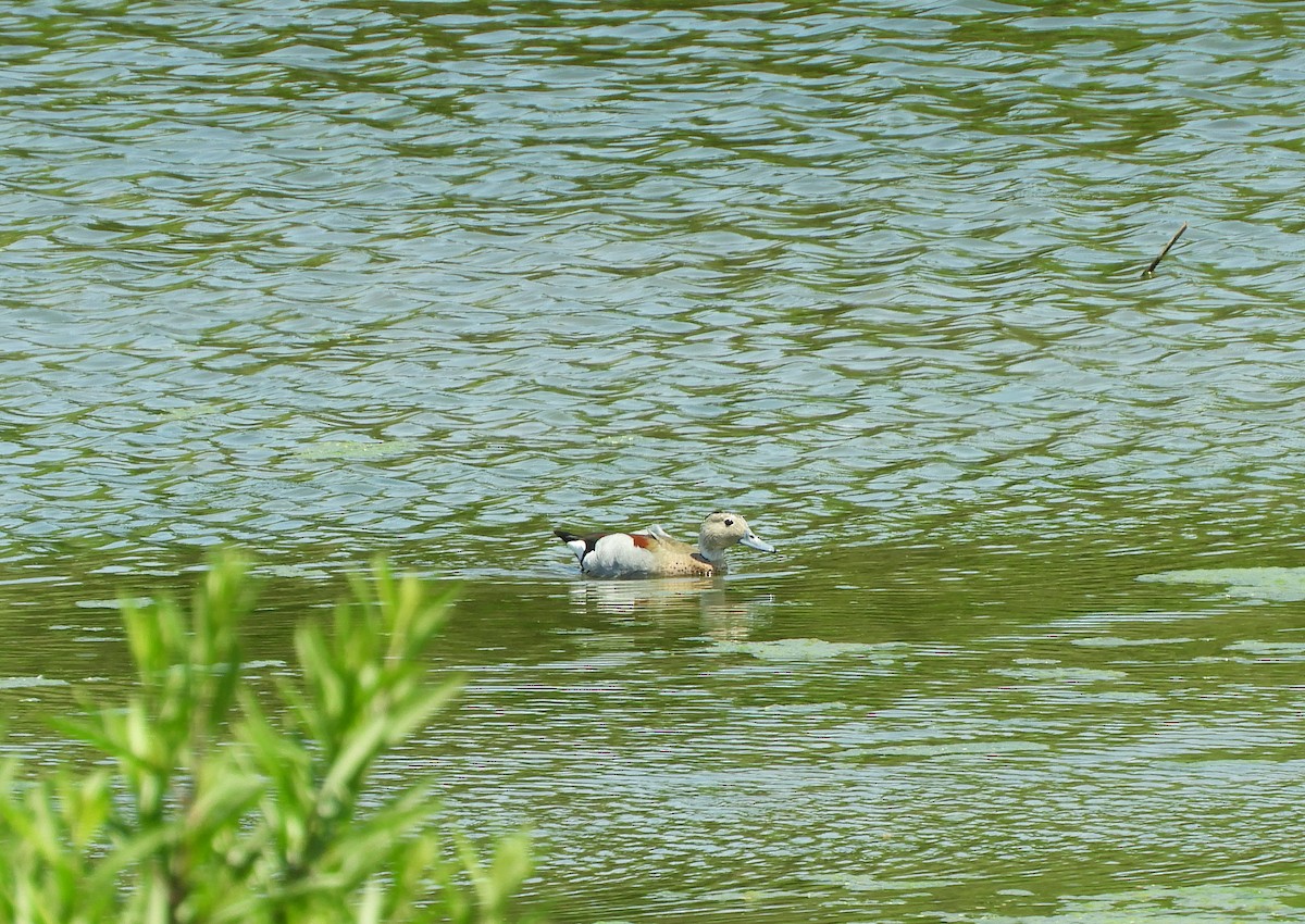 Ringed Teal - ML643694832