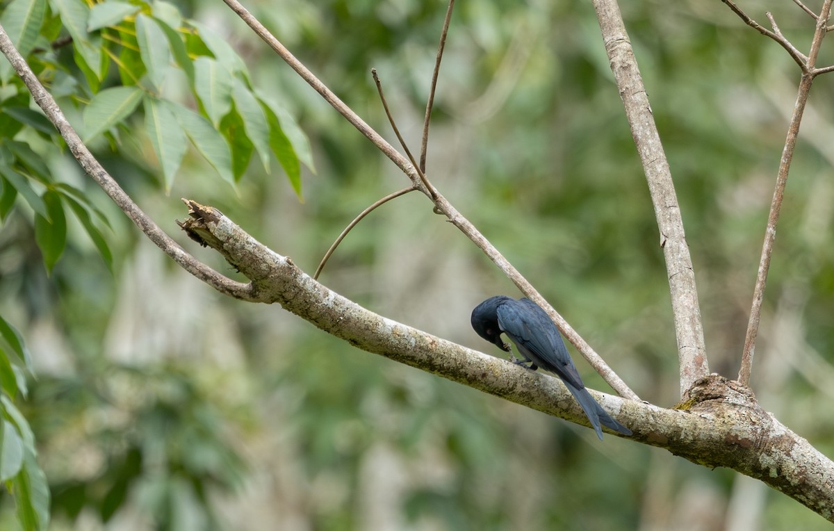 Ashy Drongo - ML643694837