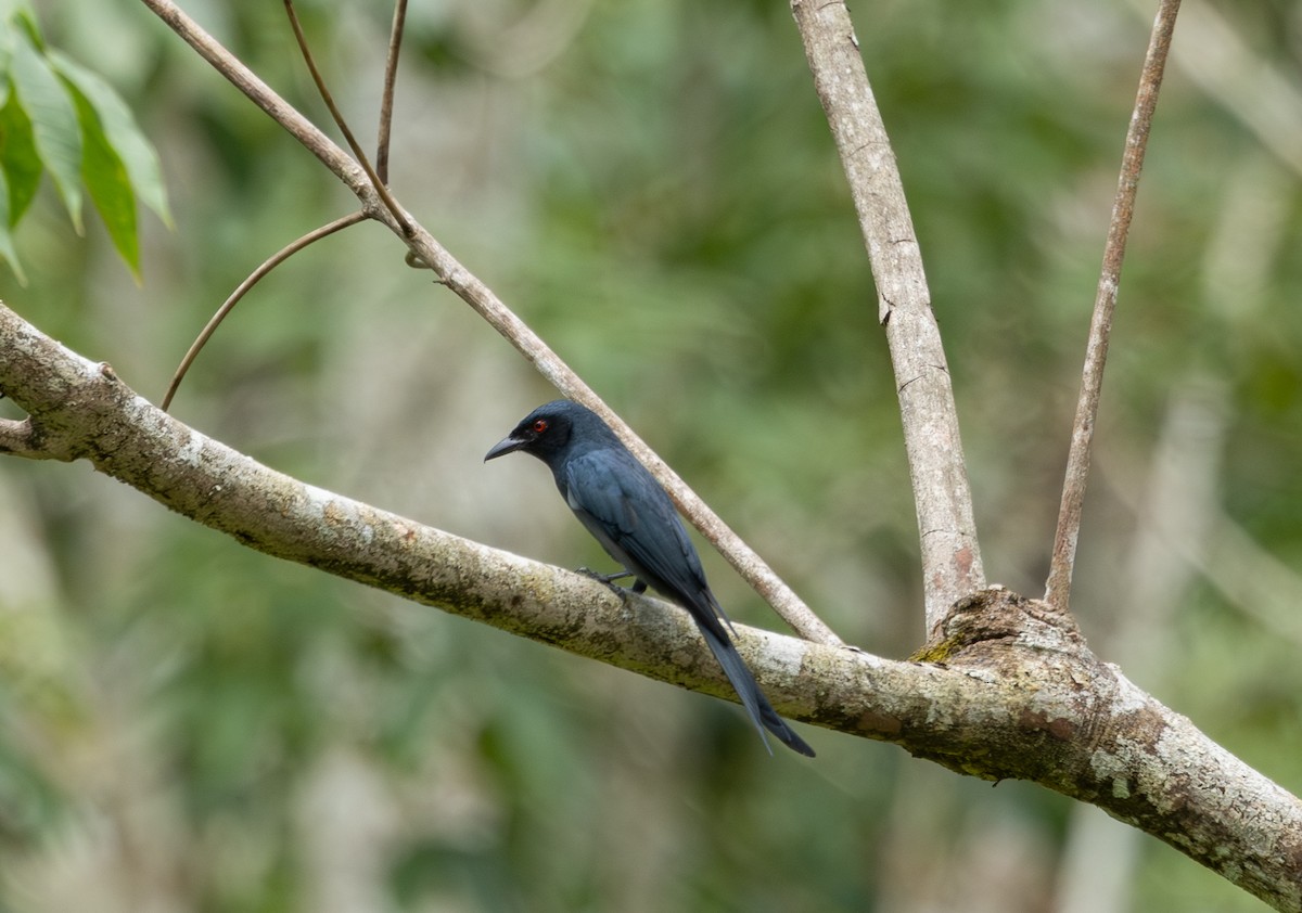 Ashy Drongo - ML643694838