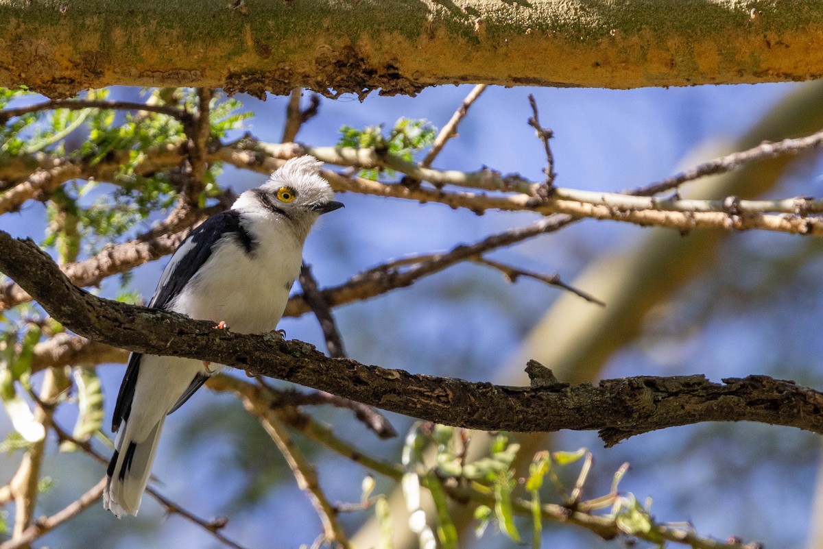 Gray-crested Helmetshrike - ML643694839