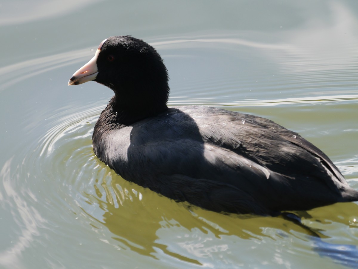 American Coot - ML643694840