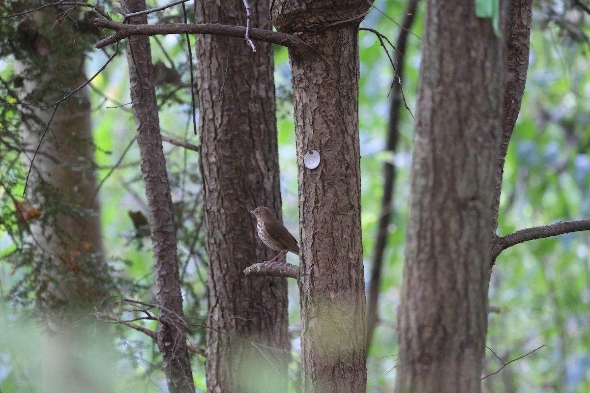 Hermit Thrush - ML643694843