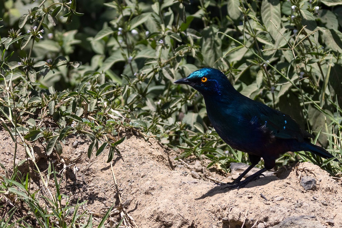 Greater Blue-eared Starling - ML643694846