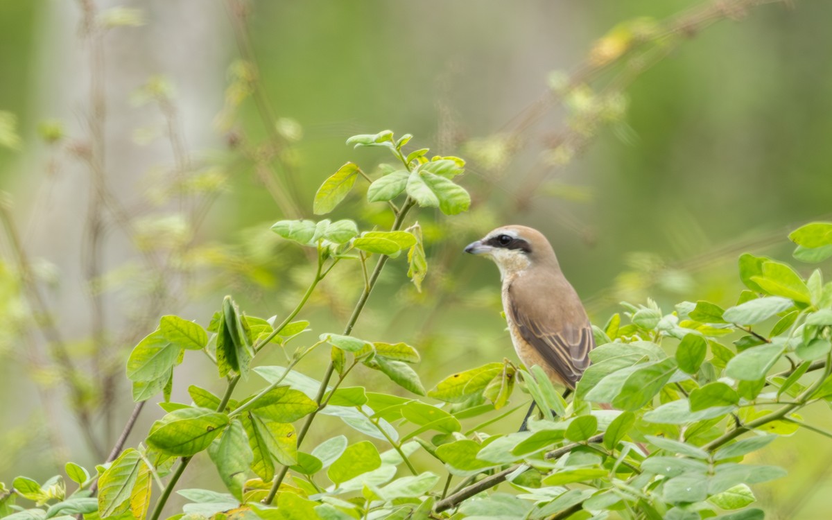 Brown Shrike - ML643694848