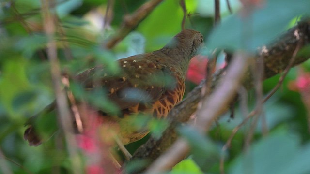 Taiwan Bamboo-Partridge - ML643694854