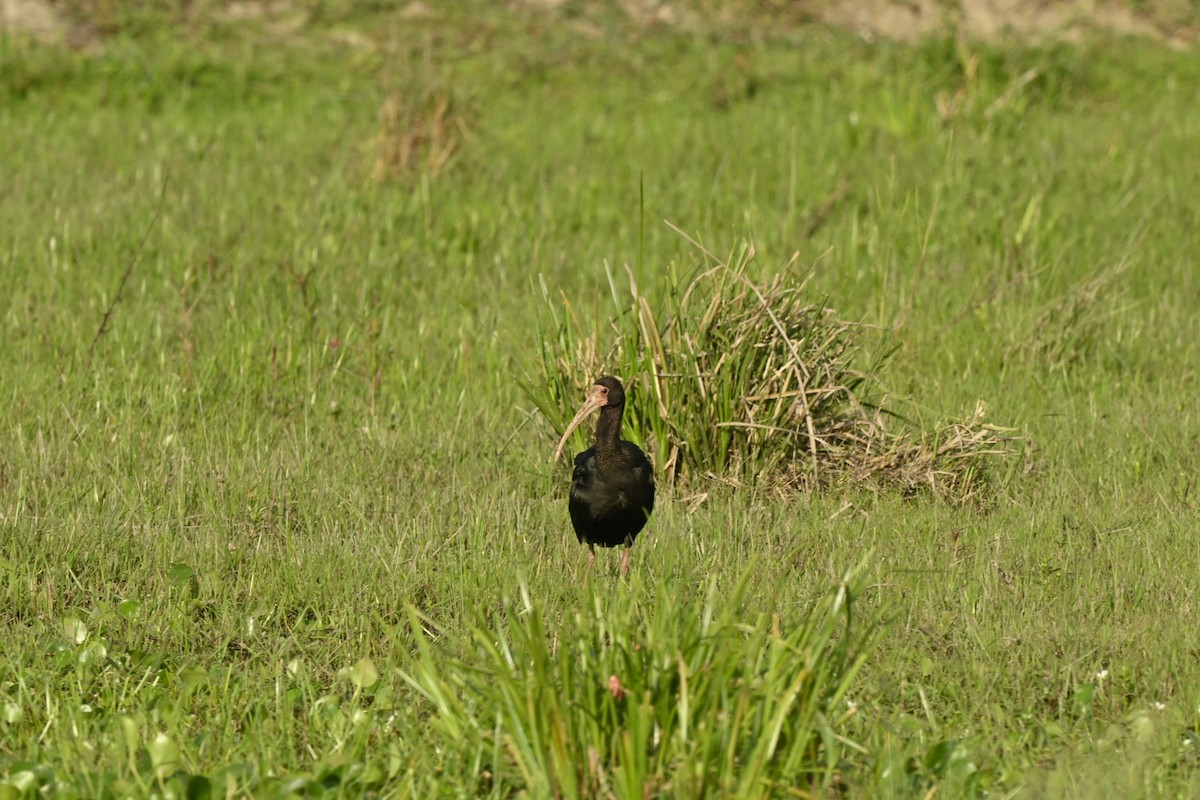 Bare-faced Ibis - ML643694879