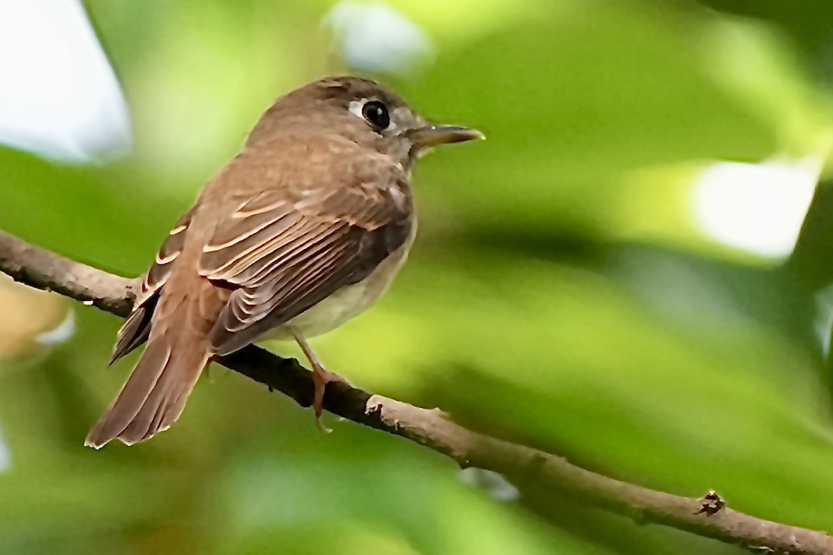 Brown-breasted Flycatcher - ML643694882
