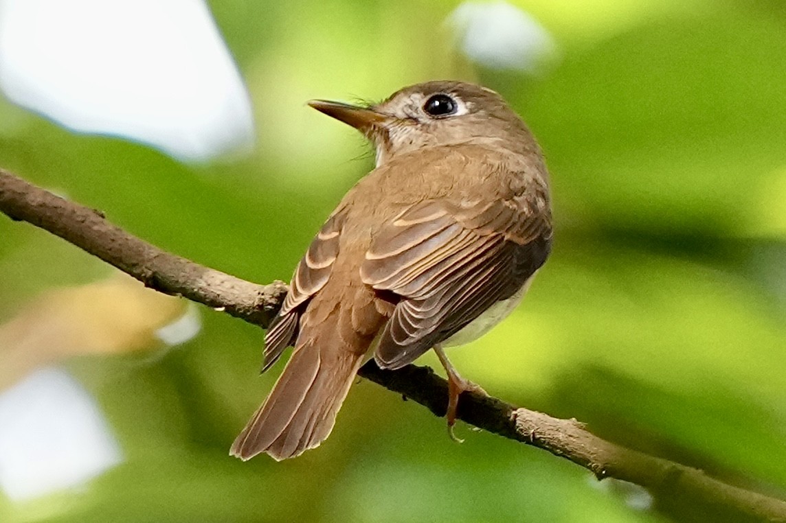 Brown-breasted Flycatcher - ML643694883