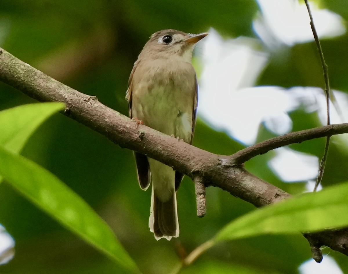 Brown-breasted Flycatcher - ML643694884