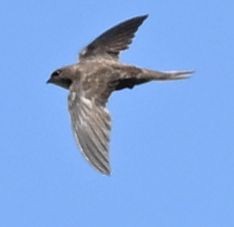 Forbes-Watson's Swift - ML643694886