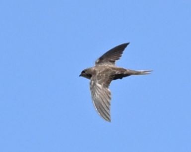 Forbes-Watson's Swift - ML643694890