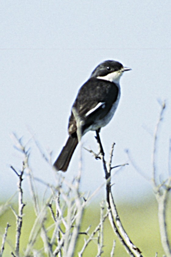 Fiscal Flycatcher - ML643694904
