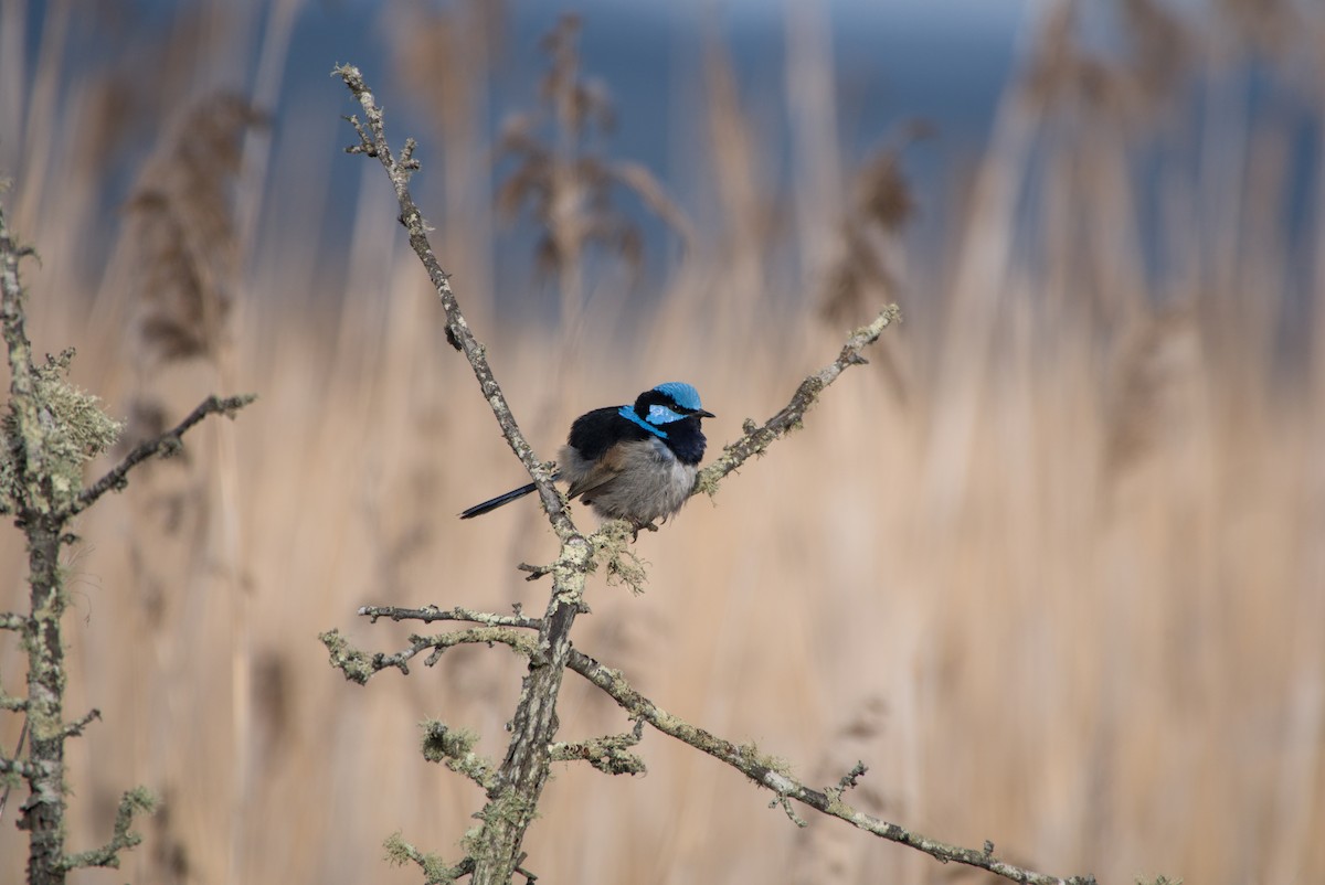 Superb Fairywren - ML643694911