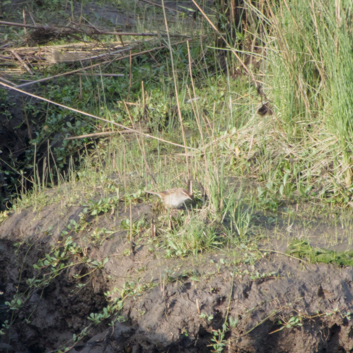 Little Grassbird - ML643694919