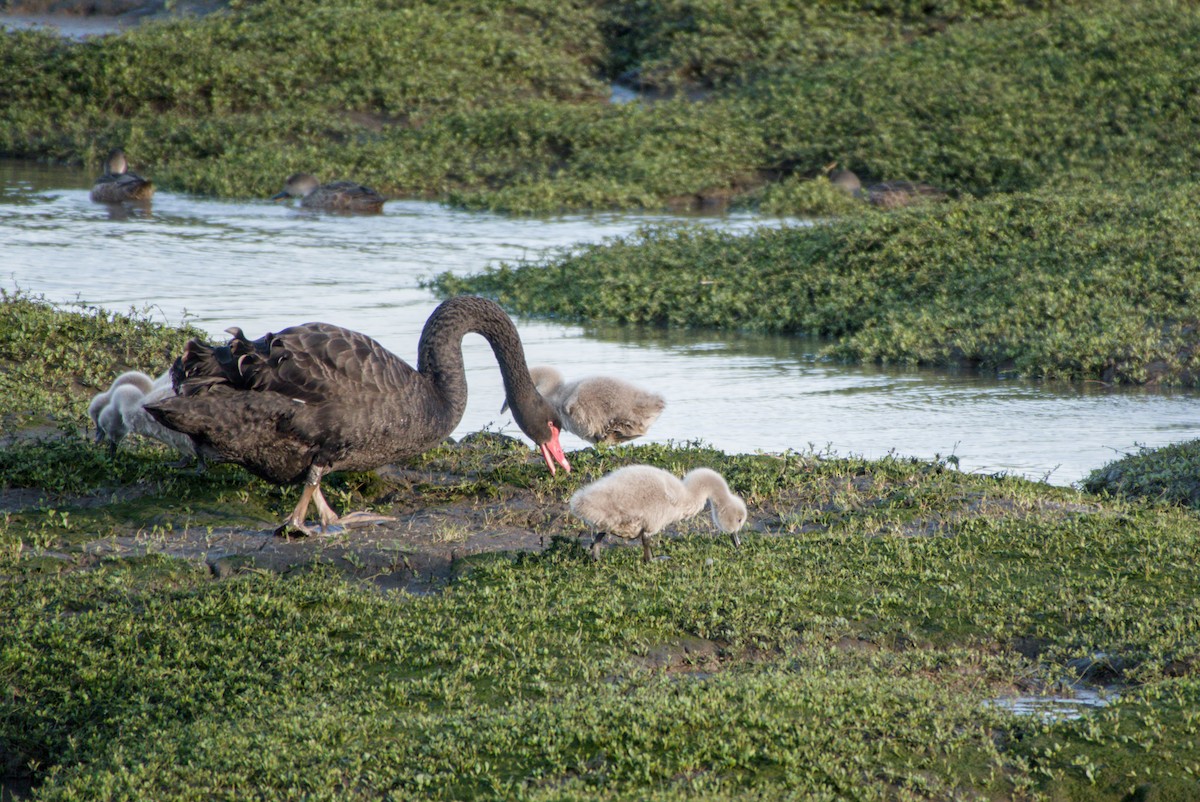 Black Swan - ML643694925