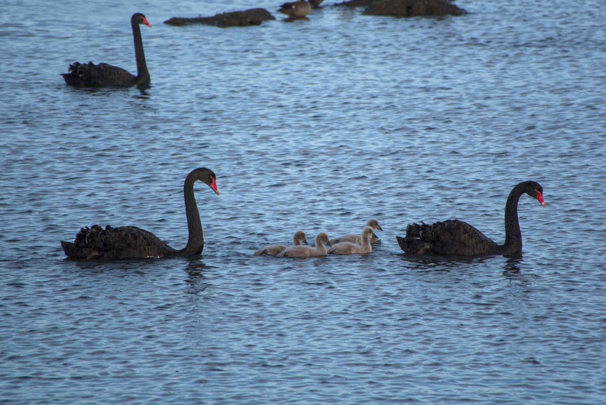 Black Swan - ML643694926