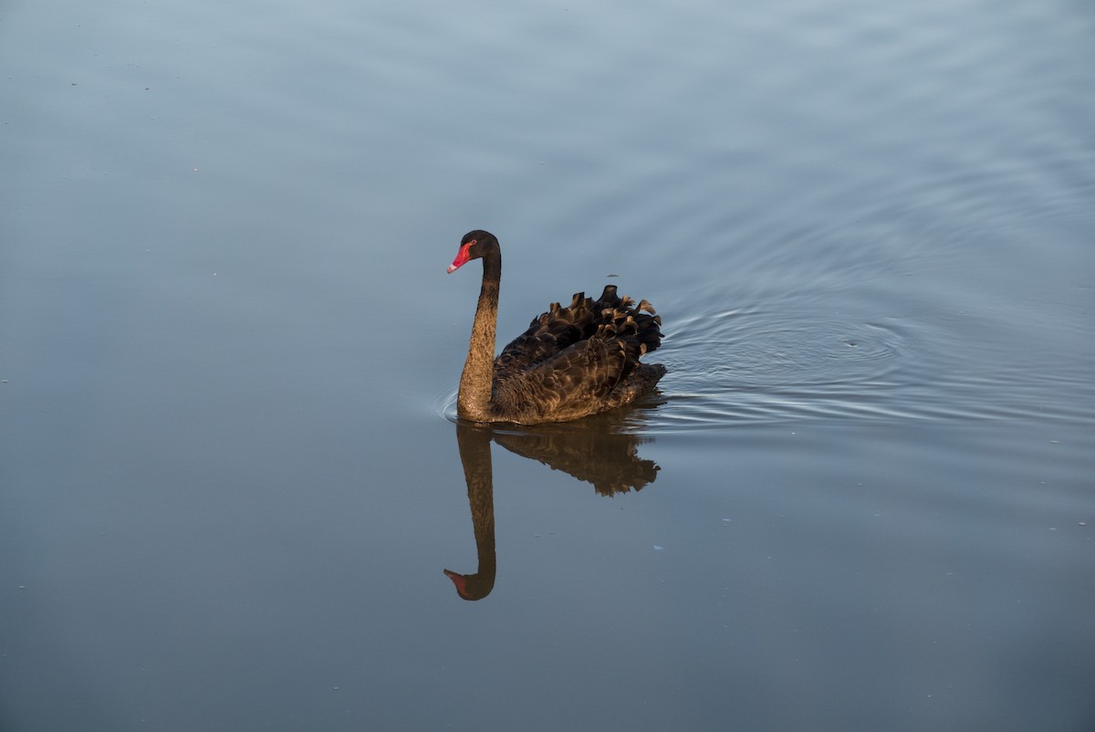 Black Swan - ML643694928