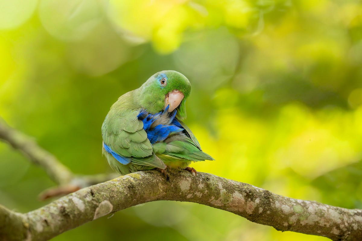 Spectacled Parrotlet - ML643694934