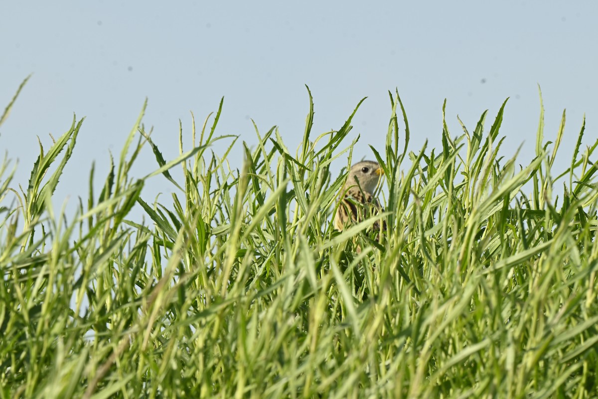 Wedge-tailed Grass-Finch - ML643694935