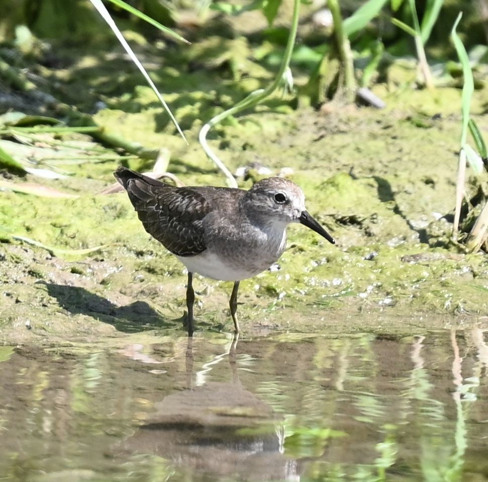 temmincksnipe - ML643694937
