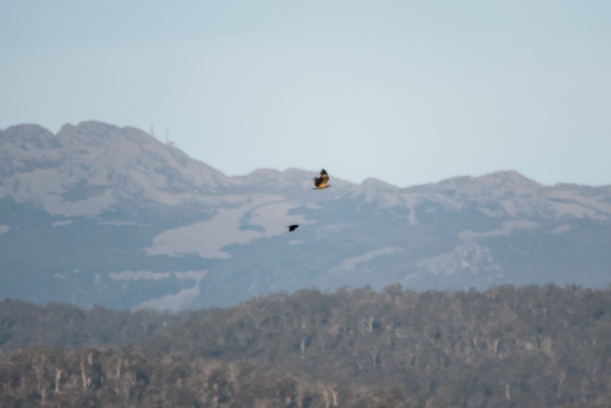 White-bellied Sea-Eagle - ML643694938