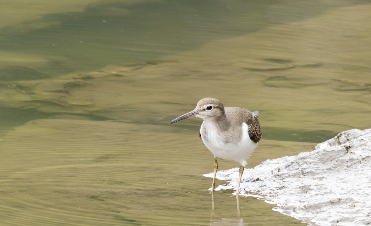 strandsnipe - ML643694964