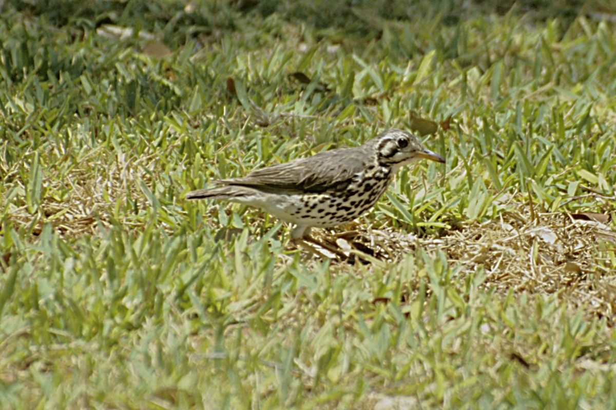 tåremarktrost - ML643694967