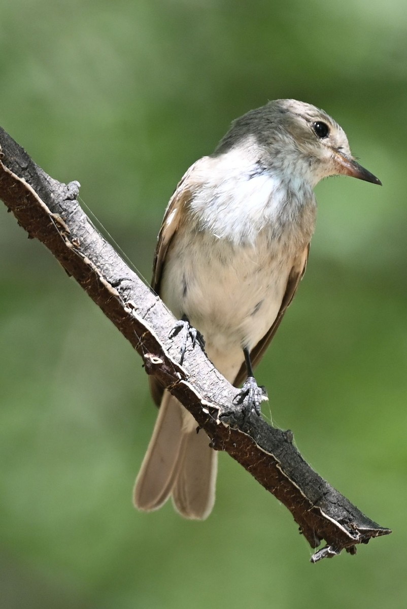 gråfluesnapper (striata gr.) - ML643694970