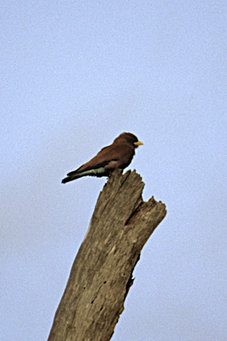 Broad-billed Roller - ML643694992