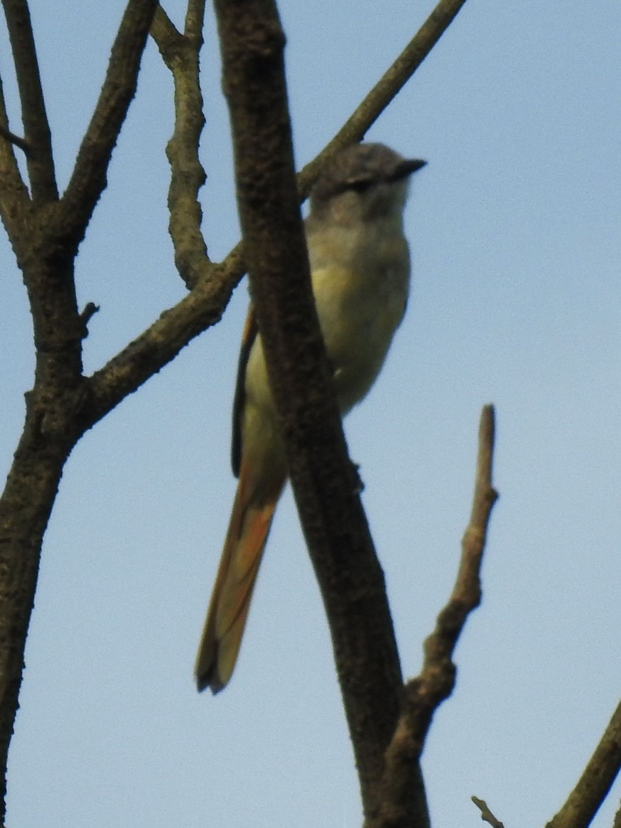 Small Minivet - ML643694994