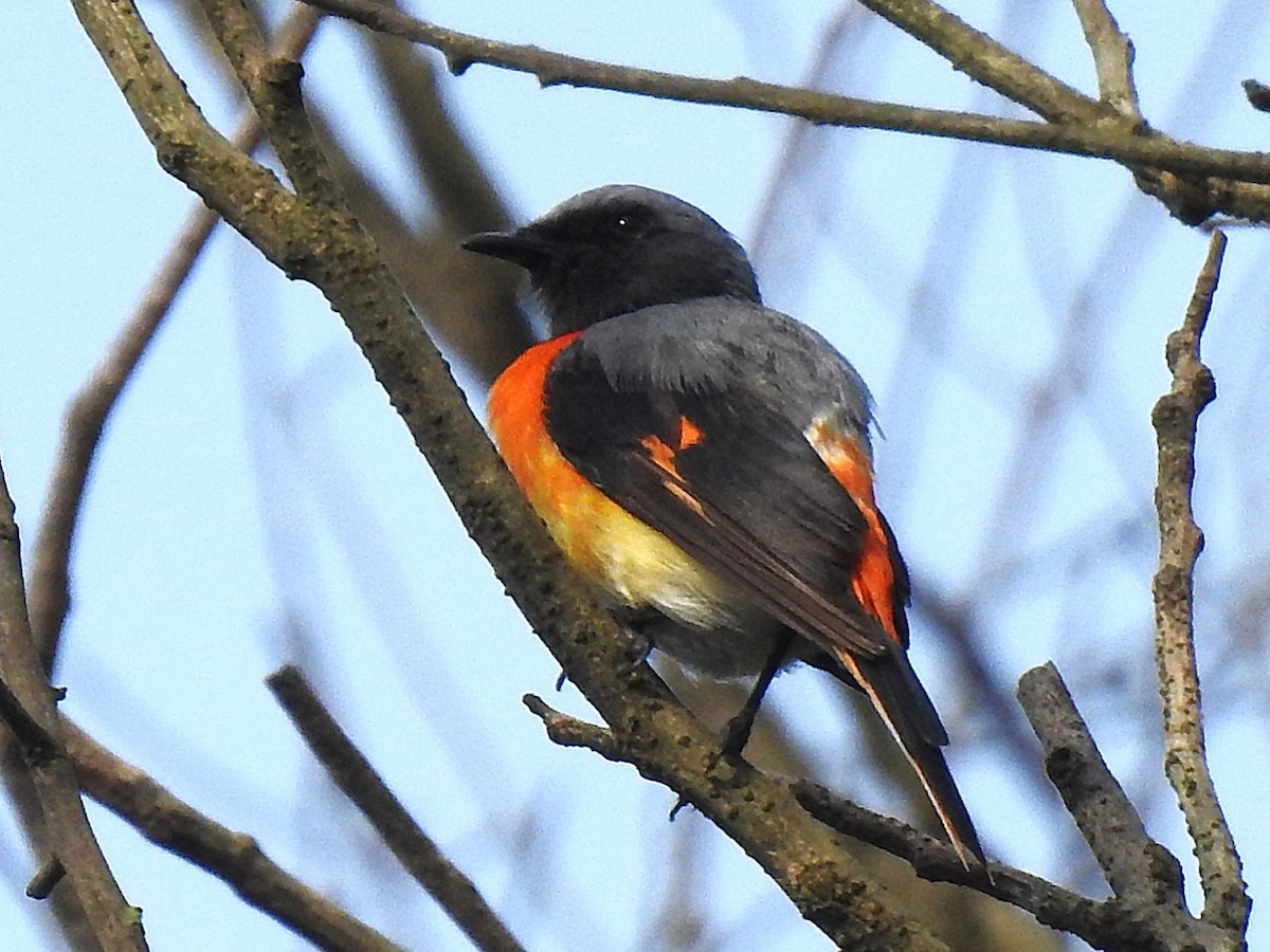 Small Minivet - ML643694995