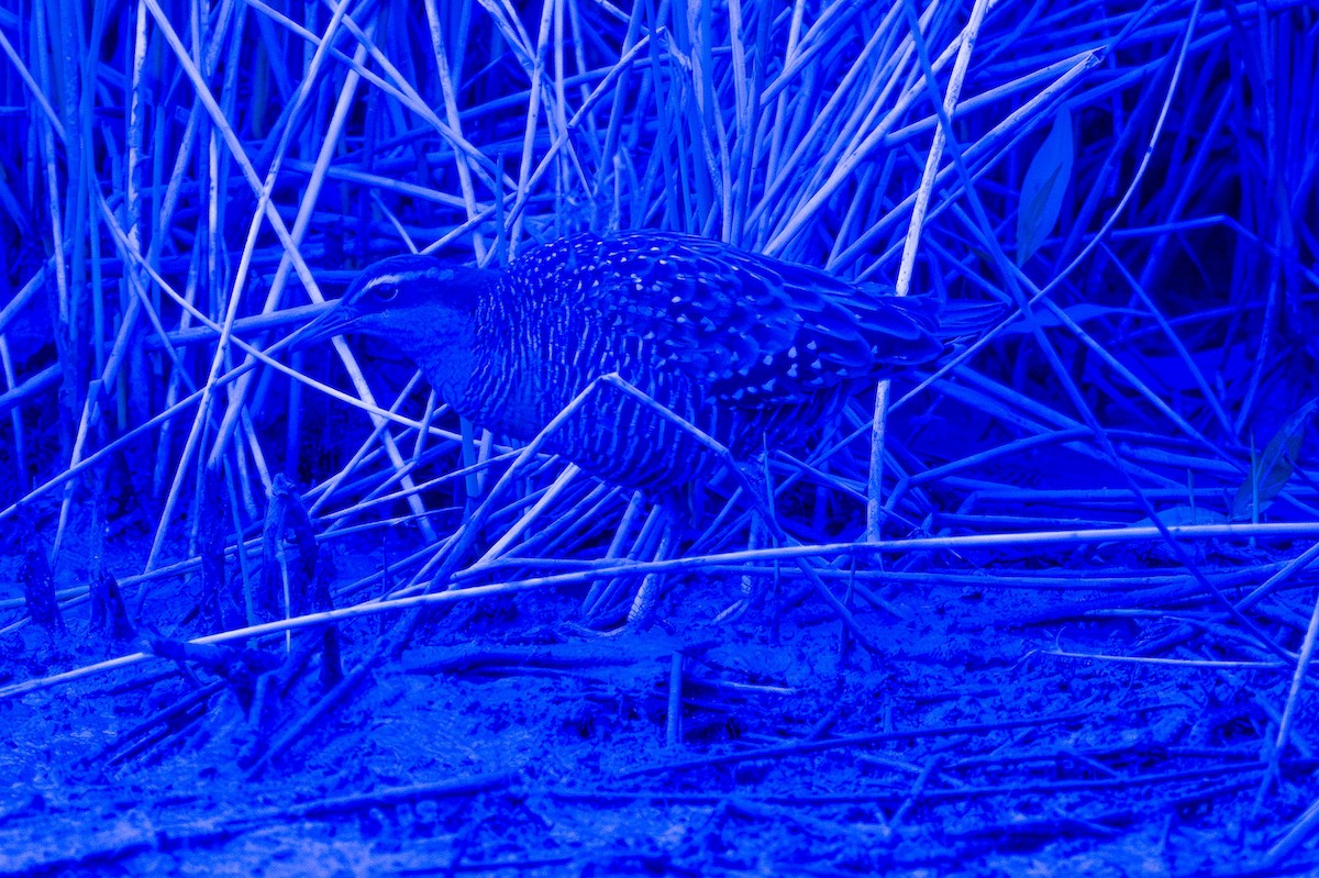 Buff-banded Rail - ML643694996