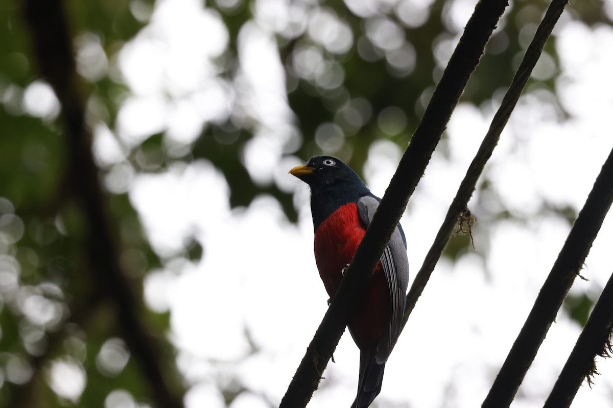 Blue-tailed Trogon - ML643694997