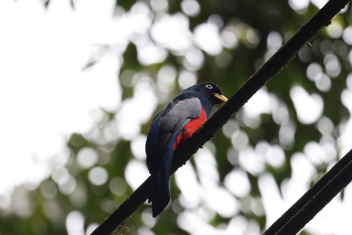 Blue-tailed Trogon - ML643694998