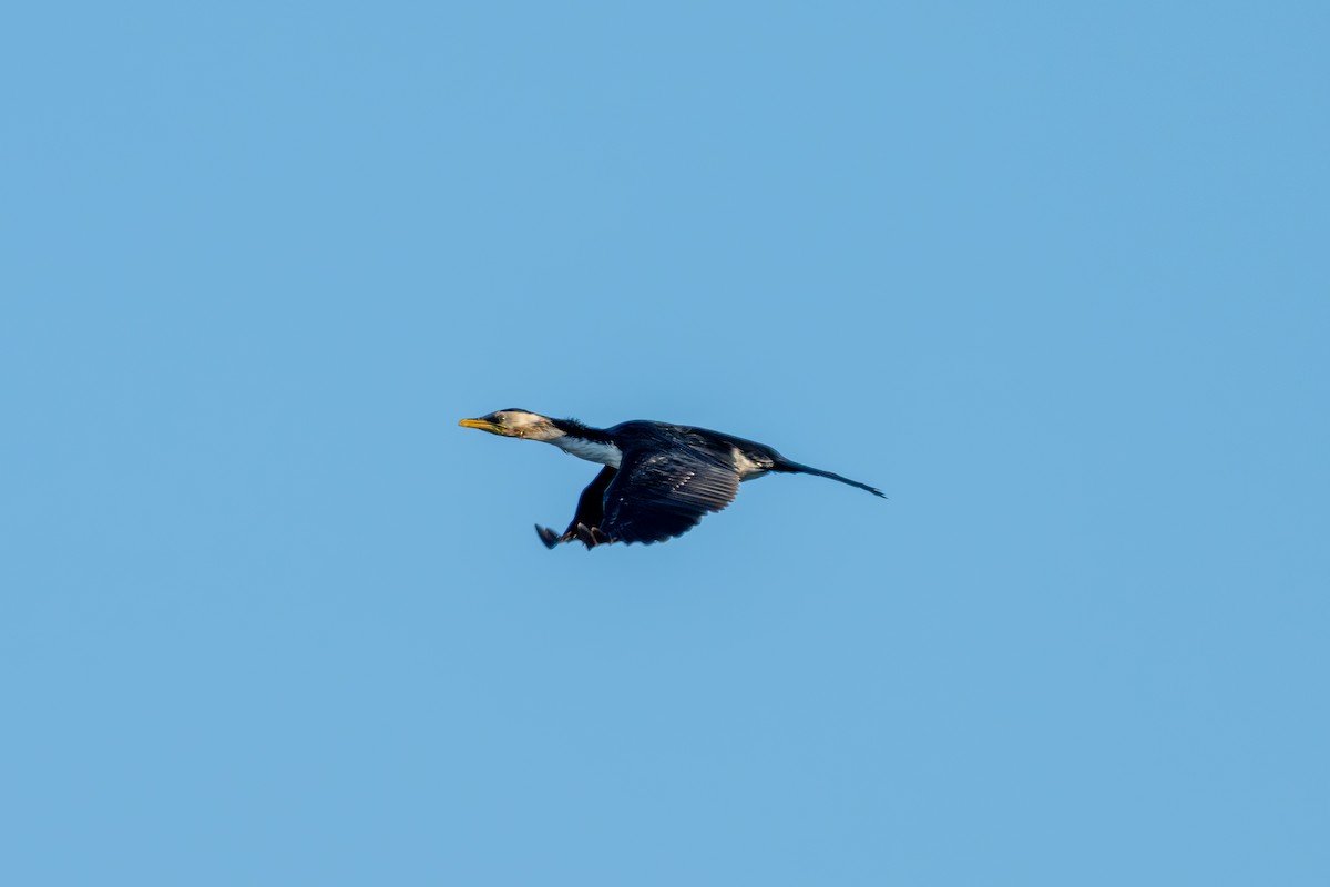 Little Pied Cormorant - ML643695004