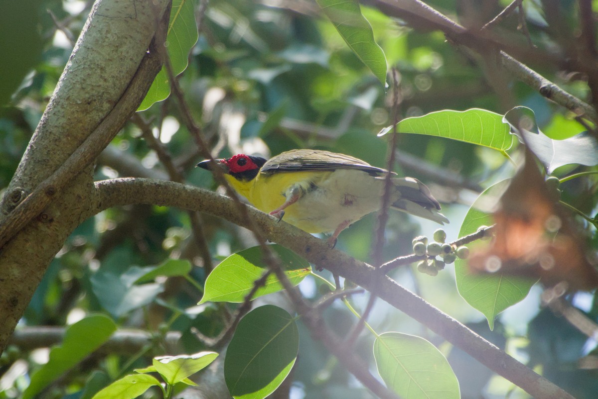 Australasian Figbird - ML643695005