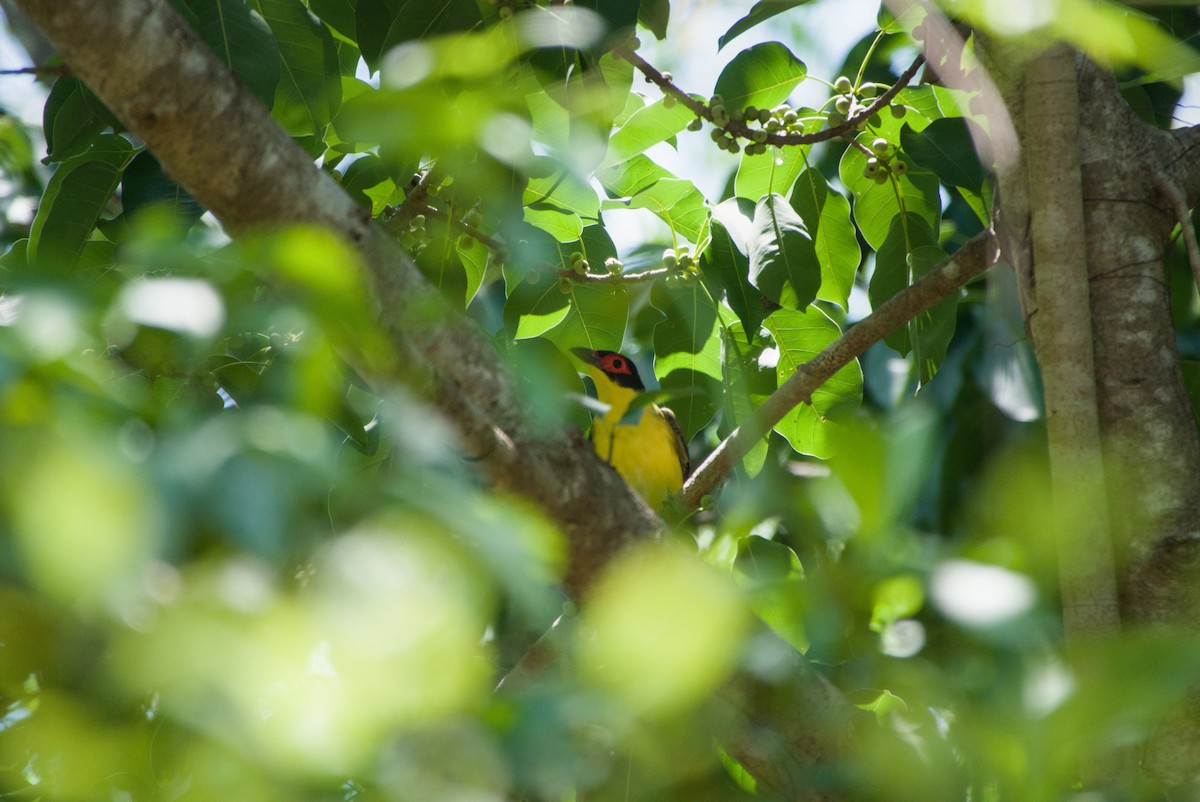 Australasian Figbird - ML643695006