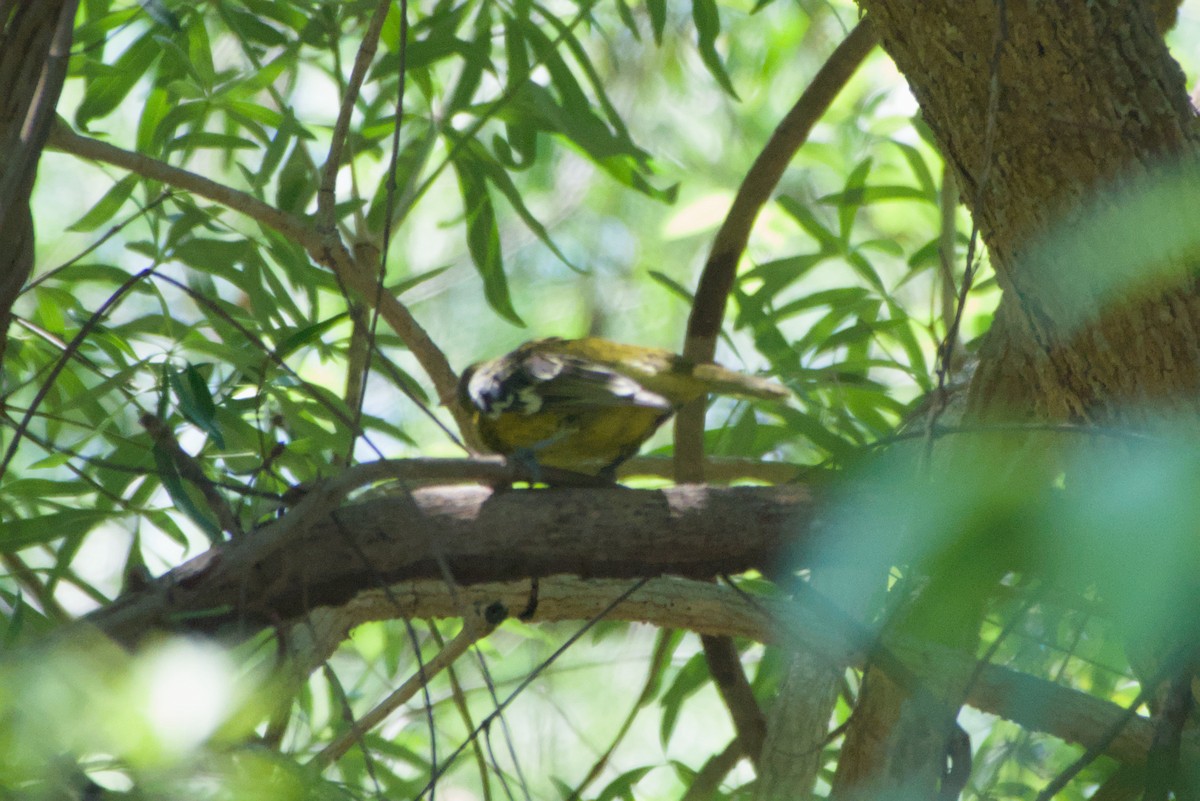 Green Oriole - ML643695010
