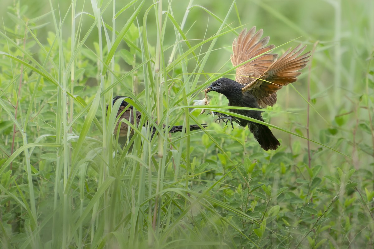 Lesser Coucal - ML643695011