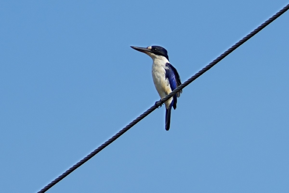 Forest Kingfisher - ML643695014
