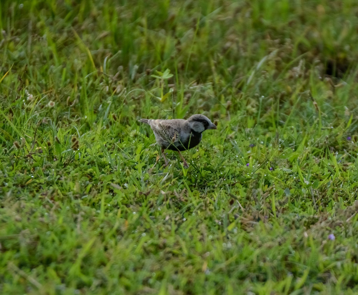 Ashy-crowned Sparrow-Lark - ML643695015