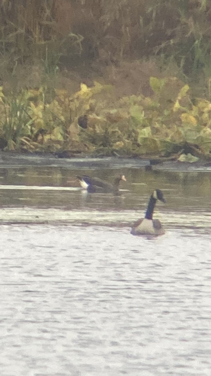 Greater White-fronted Goose - ML643695016