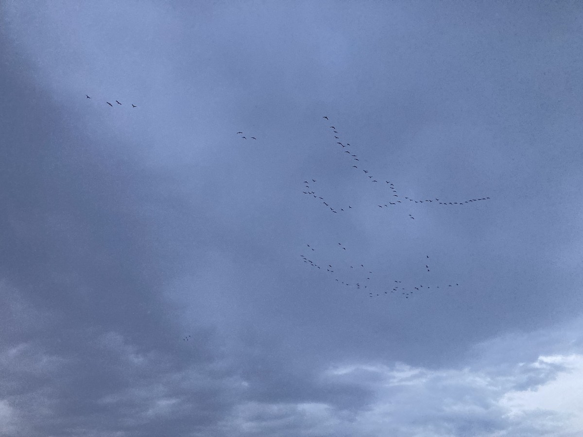 Greater White-fronted Goose - ML643695017