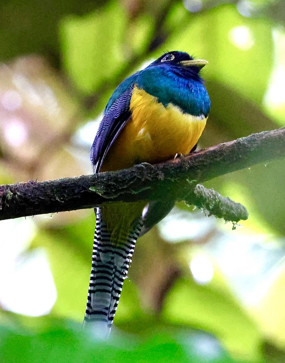 Choco Black-throated Trogon - ML643695019