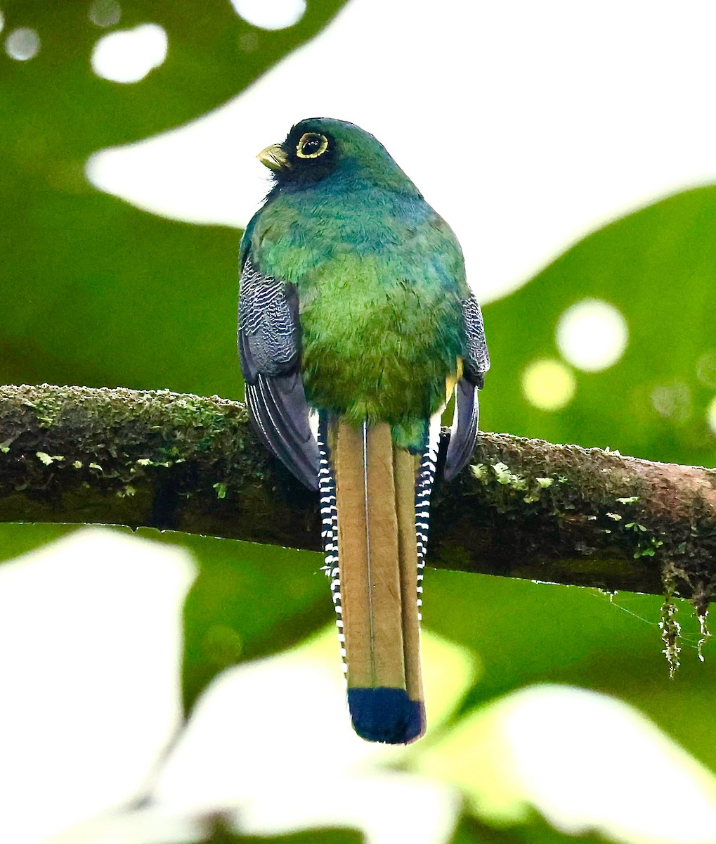 Choco Black-throated Trogon - ML643695020