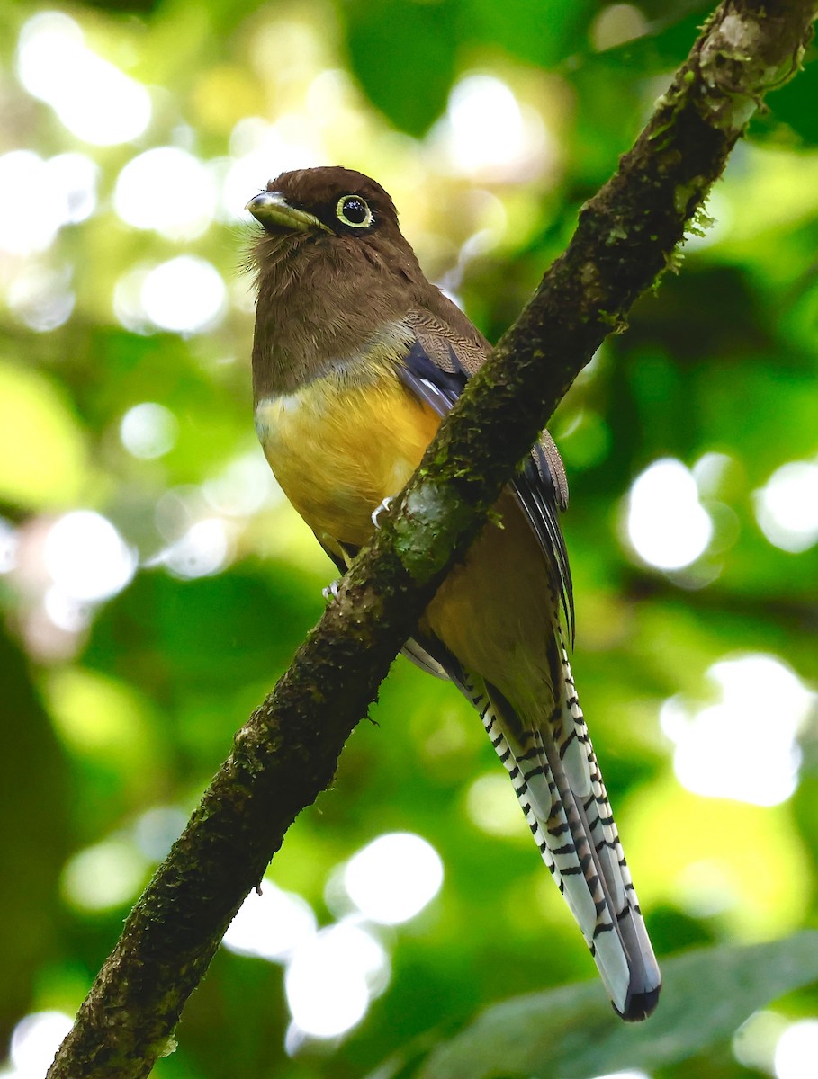 Choco Black-throated Trogon - ML643695021