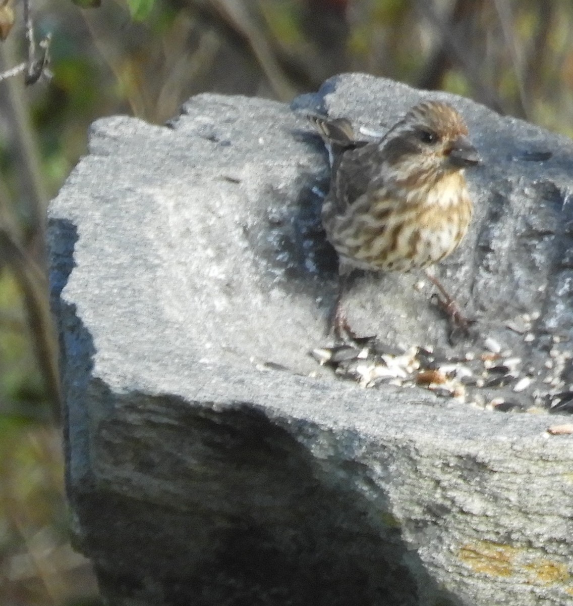 Purple Finch - ML643695024