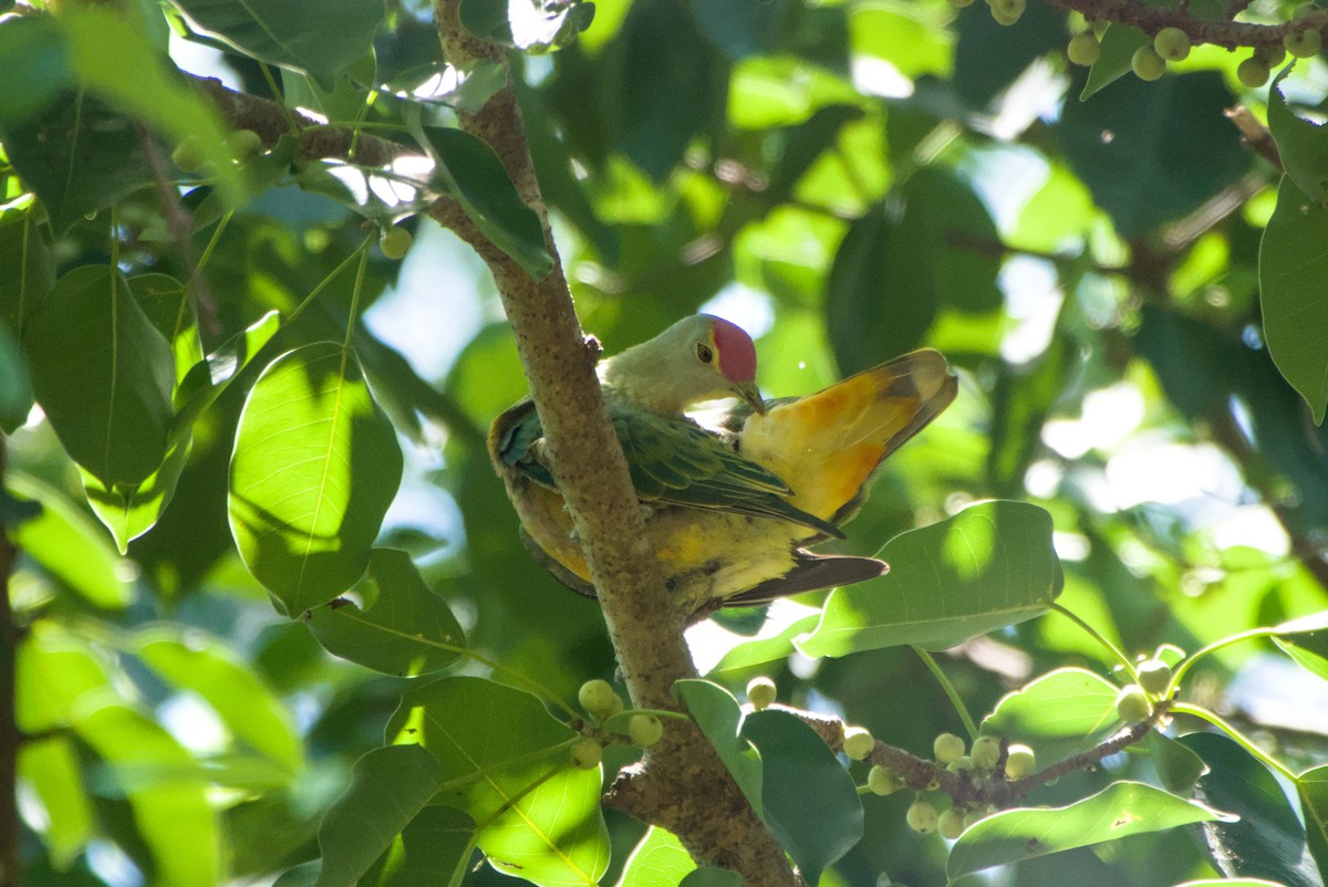 Rose-crowned Fruit-Dove - ML643695028